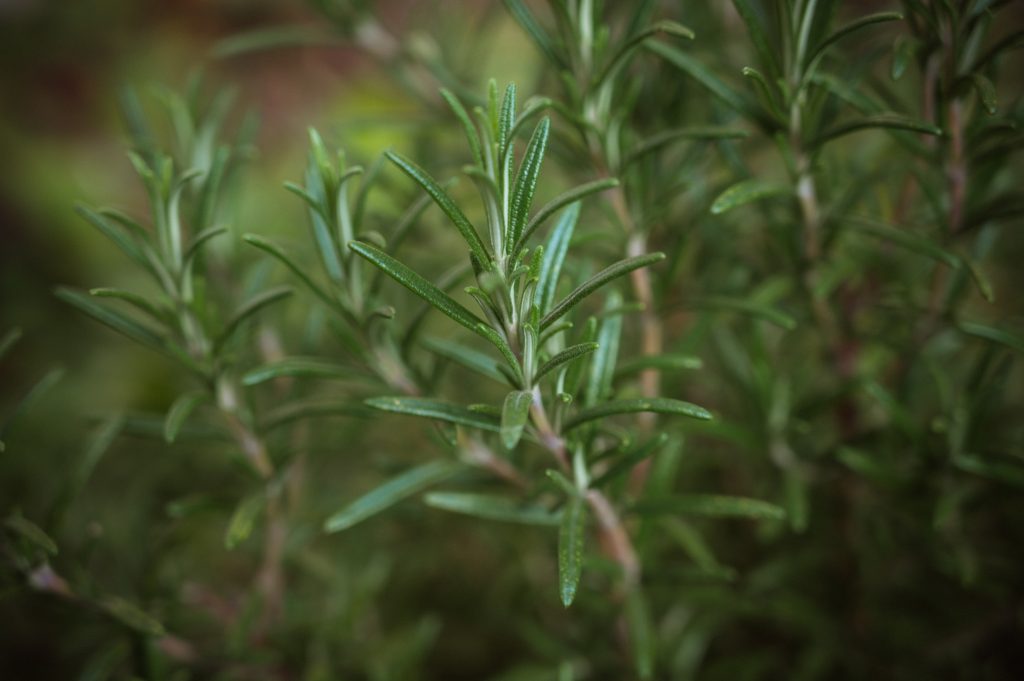 plante anti-moustique romarin
