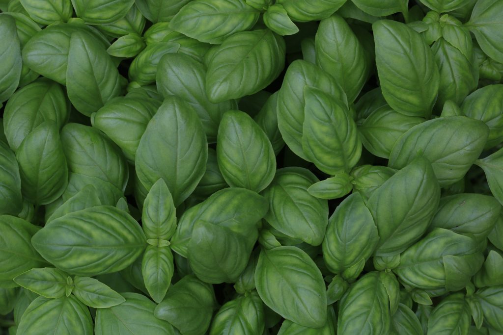 plante anti-moustique basilic